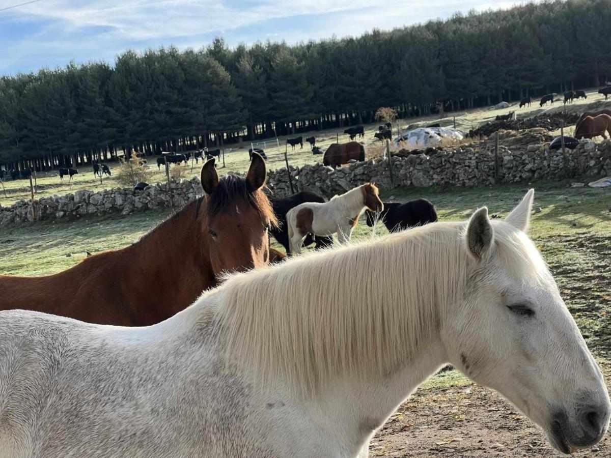 La Nava De Gredos Acogedor Piso Con Vistas Daire Navarredonda de Gredos Dış mekan fotoğraf